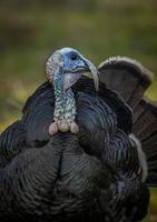 Wild Tom Turkey photo