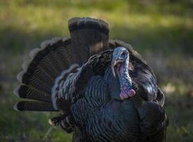 Wild Tom Turkey photo