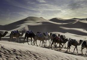 Camels in Sand Dunes, Sahara Desert