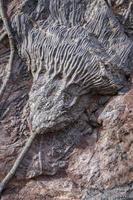 Atlas de fósiles de montaña, Marruecos foto