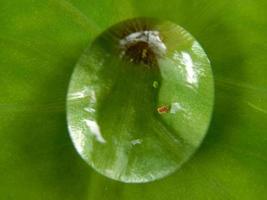 Beautiful large drops of fresh morning dew in juicy green grass macro. Drops pure transparent water spring summer in nature. A beautiful artistic image of beauty and purity of environment. photo