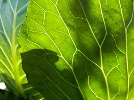 cerrar la textura de la hoja verde foto