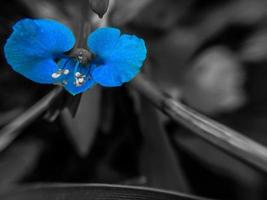 flor azul sobre un fondo gris foto