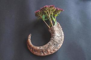 real animal horn with flowers like in a flower pot photo