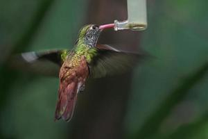 Amazilia hummingbird feeding during flight