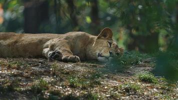 Barbary lion lying on ground photo