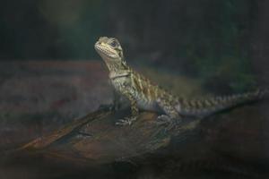 lagarto aleta vela filipina foto