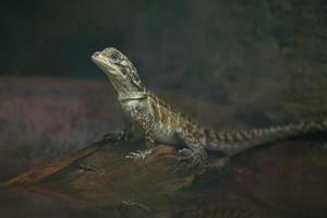 Philippine sailfin lizard photo