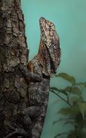 The frilled lizard photo
