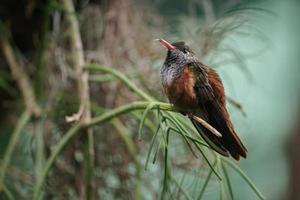 Amazilia hummingbird on branch
