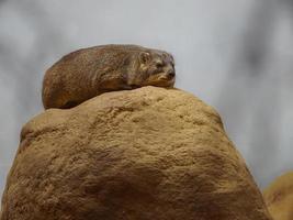 Rock hyrax on rock photo