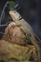 la iguana de collar foto