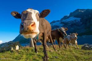 Detail of a cow while grazing with other on the Swiss Alps photo