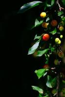 Detail of cherry plant with fruit on a black background photo