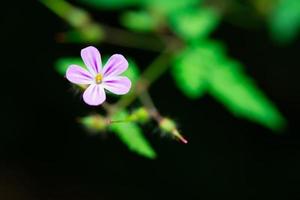 Geranium robertianum flower photo