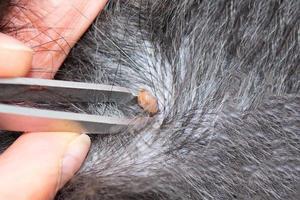 Removing a tick from a dog with fur photo