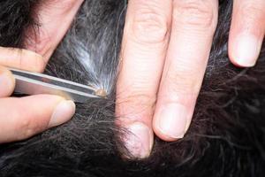 Removing a tick from a dog with fur photo