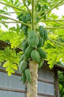 fruta de papaya en el árbol de papaya en el patio trasero. foto