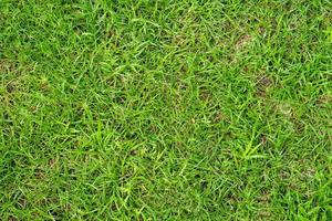 Green grass texture for background. Green lawn pattern and texture background. photo