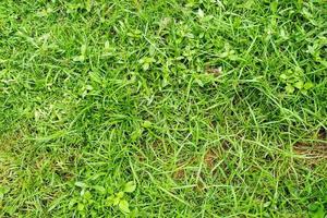 Green grass texture for background. Green lawn pattern and texture background. photo