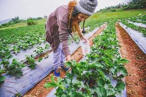 Asian women strawberry picking in the garden. travel nature on the Mountain During the holidays. garden Strawberry photo