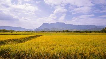 campo de arroz y fondo del cielo. campos de arroz verde, campos de arroz de color amarillo dorado en las montañas.
