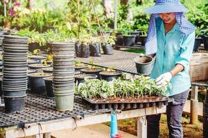 cultivo de plantas de plántulas trabajadora agrícola en flores de jardín está plantando plantas para bebés jóvenes growdling.