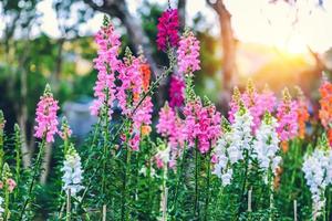 background nature Flower Antirrhinum.Snap dragon  blooming in garden photo