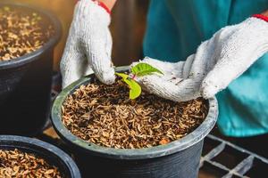 cultivo de plantas de plántulas trabajadora agrícola en flores de jardín está plantando plantas para bebés jóvenes growdling. foto