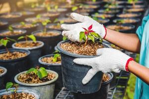 cultivo de plantas de plántulas trabajadora agrícola en flores de jardín está plantando plantas para bebés jóvenes growdling. foto