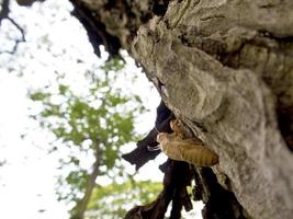 Molt of Cicada on tree bark photo