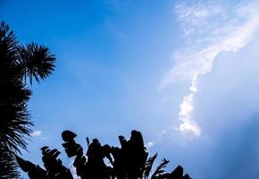 Silhouette tree and the clouds in blue sky photo