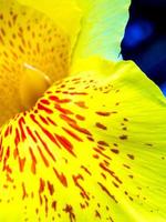 Freshness flower red spots on bright yellow fragile petal of Canna photo