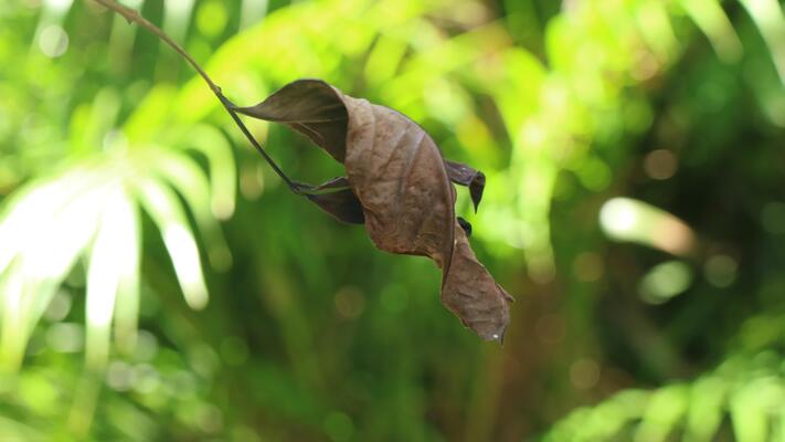 Jute Leaf Stock Photos, Images and Backgrounds for Free Download
