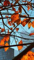 arbre sur un fond de gratte-ciel. scène urbaine. architecture, nature, bâtiment. video