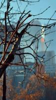 Tree on a skyscraper background. Urban scene. Architecture, nature, building. video