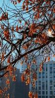 Baum auf einem Wolkenkratzerhintergrund. urbane Szene. Architektur, Natur, Gebäude. video