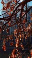 Tree on a skyscraper background. Urban scene. Architecture, nature, building. video