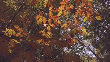 roestkleurige bladeren bewogen door de wind van onderaf genomen video
