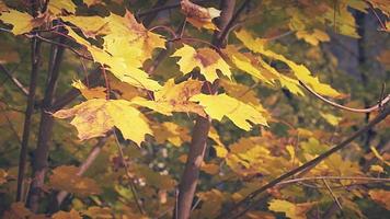 feuilles d'automne jaunes déplacées par le vent sur la plante