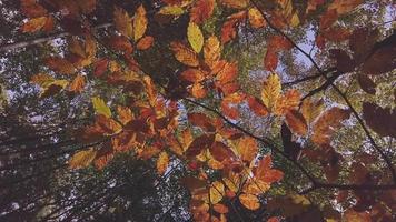 branches avec feuillage des plantes en automne prises d'en bas video
