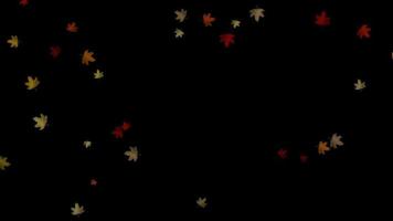 foglie d'autunno che cadono video