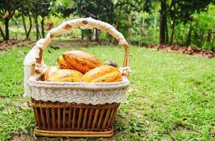 Basket of cocoa in the garden photo