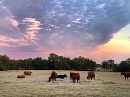Cattle grazing and eating hay at sunrise or sunset