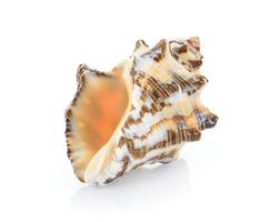 sea shell isolated on white background photo