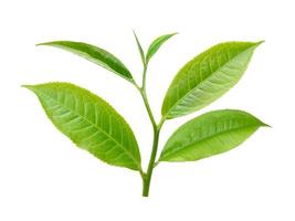 tea leaf isolated on white background photo