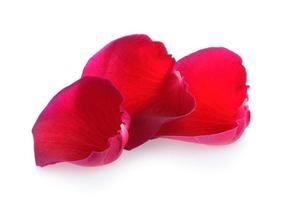 red rose petals on white background photo