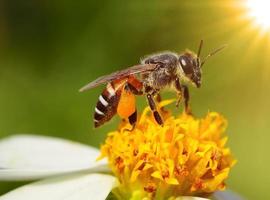 cerrar abejas en flor foto