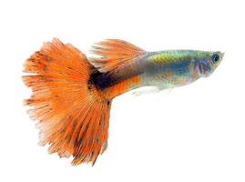 Beautiful Guppy Isolated on whte  Background