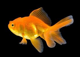 gold fish on black background photo